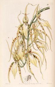Brassia Cochleata (as syn. Brassia Lawrenceana) by Miss Drake